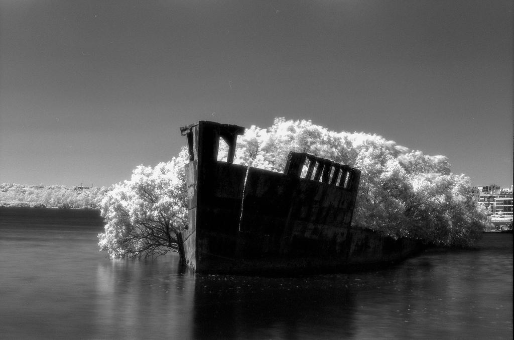 Фотография: Заброшенное судно SS Ayrfield - плавающий мангровый лес №12 - BigPicture.ru