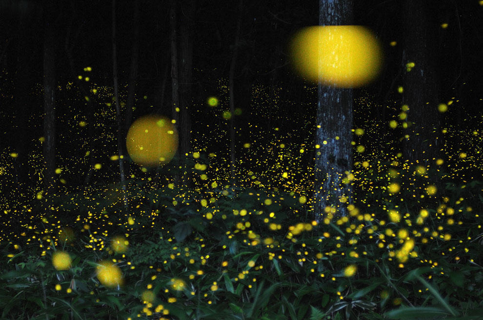 Фотография: Светлячки в лесу №26 - BigPicture.ru