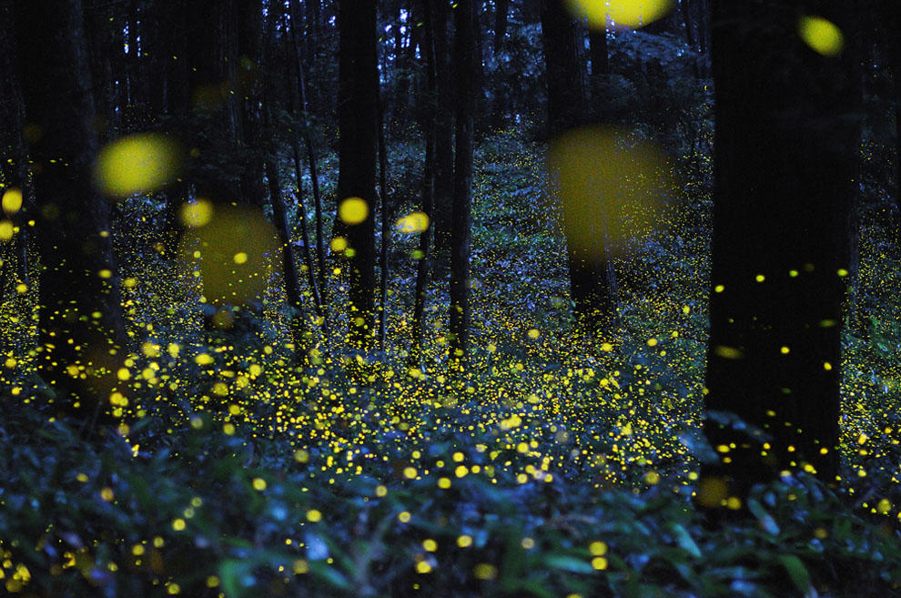 Фотография: Светлячки в лесу №25 - BigPicture.ru