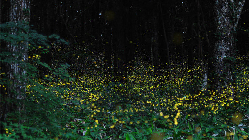 Фотография: Светлячки в лесу №24 - BigPicture.ru