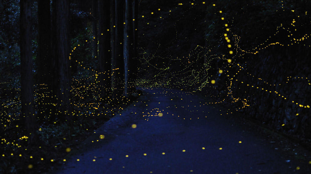 Фотография: Светлячки в лесу №21 - BigPicture.ru