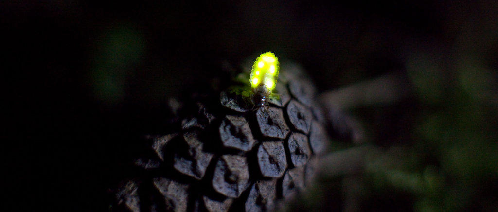 Фотография: Светлячки в лесу №19 - BigPicture.ru