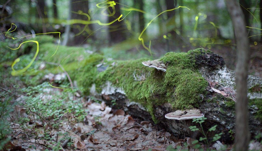 Фотография: Светлячки в лесу №18 - BigPicture.ru