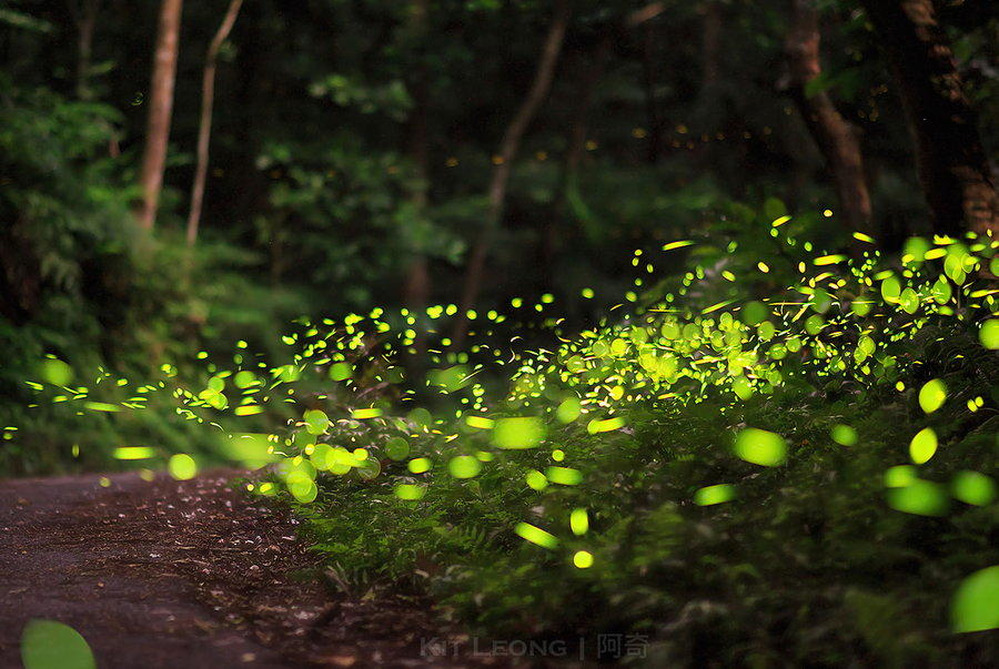 Фотография: Светлячки в лесу №15 - BigPicture.ru