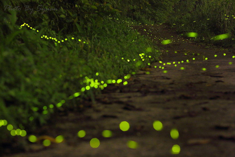 Фотография: Светлячки в лесу №10 - BigPicture.ru
