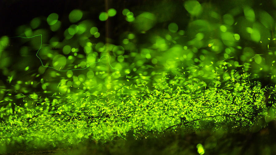Фотография: Светлячки в лесу №7 - BigPicture.ru