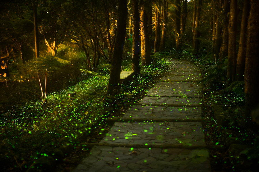 Фотография: Светлячки в лесу №6 - BigPicture.ru