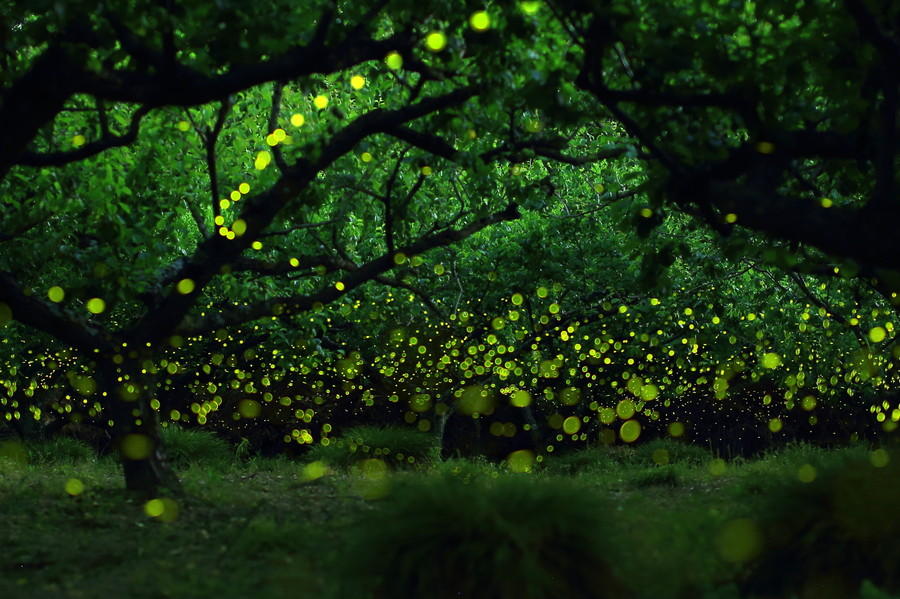 Фотография: Светлячки в лесу №5 - BigPicture.ru