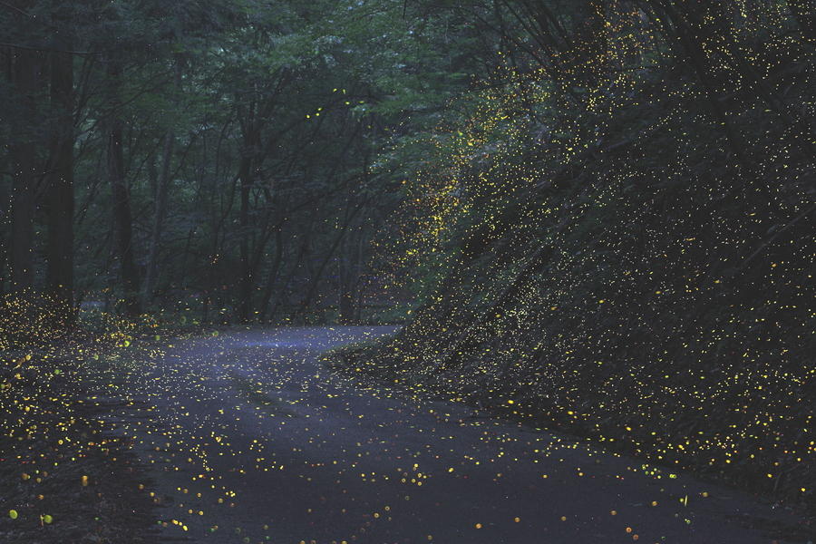 Фотография: Светлячки в лесу №4 - BigPicture.ru