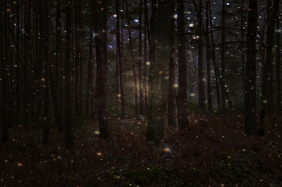 Фотография: Светлячки в лесу №3 - BigPicture.ru