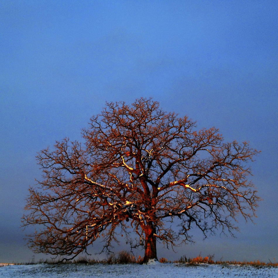 Фотография: Год из жизни одного дерева №24 - BigPicture.ru