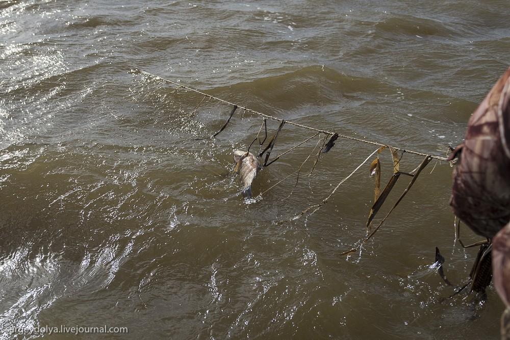 Фотография: Браконьерская рыбалка в Астрахани №11 - BigPicture.ru