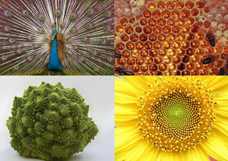 Фотография: 10 превосходных примеров симметрии в природе №1 - BigPicture.ru