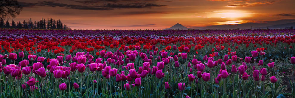 Фотография: Самые яркие тюльпаны со всего света №9 - BigPicture.ru