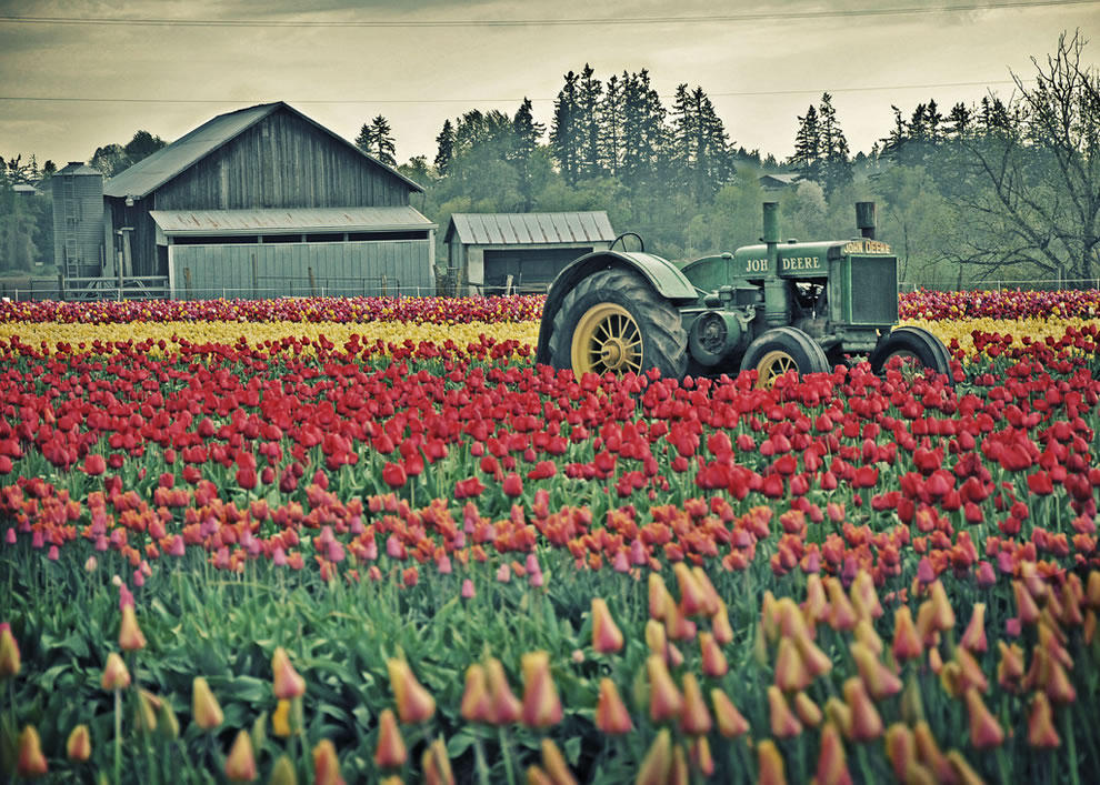 Фотография: Самые яркие тюльпаны со всего света №11 - BigPicture.ru