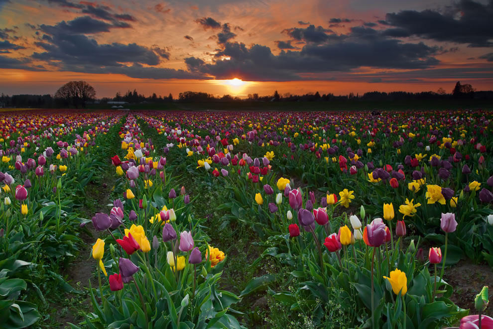 Фотография: Самые яркие тюльпаны со всего света №16 - BigPicture.ru