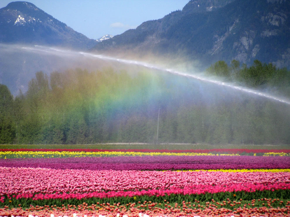 Фотография: Самые яркие тюльпаны со всего света №19 - BigPicture.ru