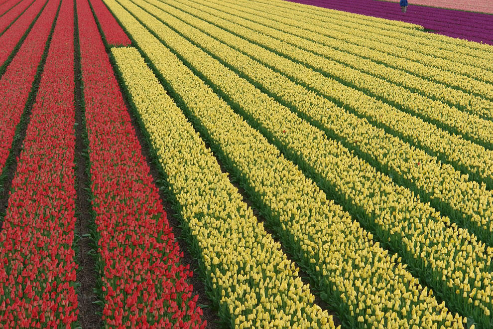 Фотография: Самые яркие тюльпаны со всего света №20 - BigPicture.ru