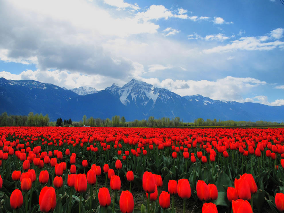 Фотография: Самые яркие тюльпаны со всего света №22 - BigPicture.ru
