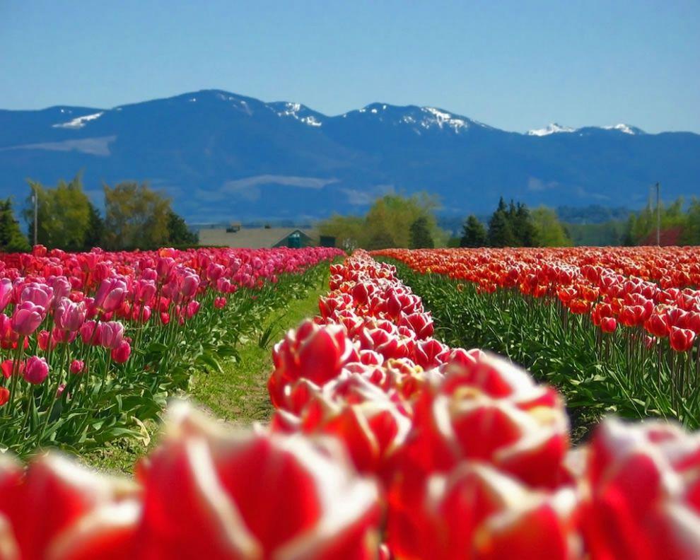 Фотография: Самые яркие тюльпаны со всего света №23 - BigPicture.ru