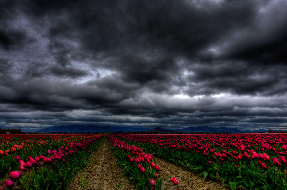 Фотография: Самые яркие тюльпаны со всего света №25 - BigPicture.ru