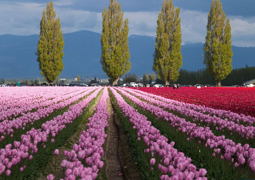 Фотография: Самые яркие тюльпаны со всего света №28 - BigPicture.ru