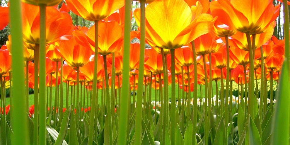 Фотография: Самые яркие тюльпаны со всего света №33 - BigPicture.ru