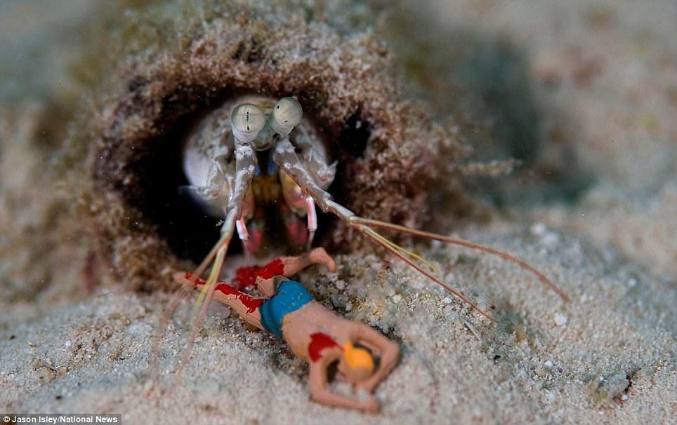 Фотография: Подводная жизнь игрушек №13 - BigPicture.ru
