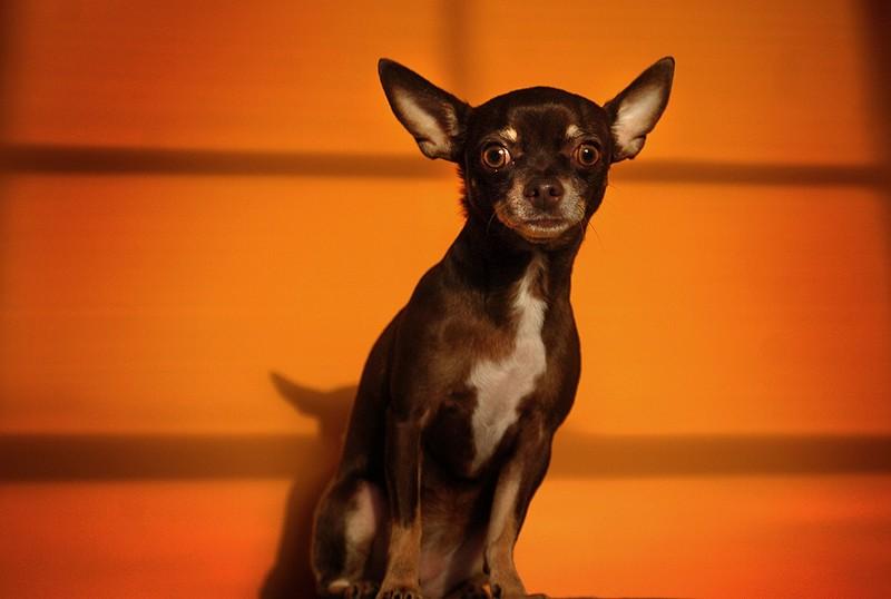 Фотография: 10 самых агрессивных пород собак №3 - BigPicture.ru