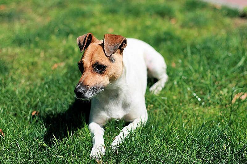 Фотография: 10 самых агрессивных пород собак №4 - BigPicture.ru