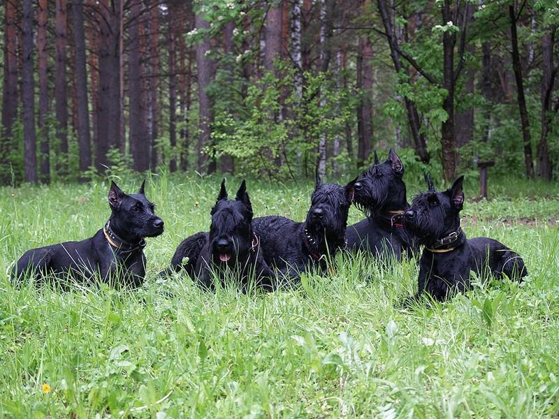 Фотография: 10 самых агрессивных пород собак №5 - BigPicture.ru