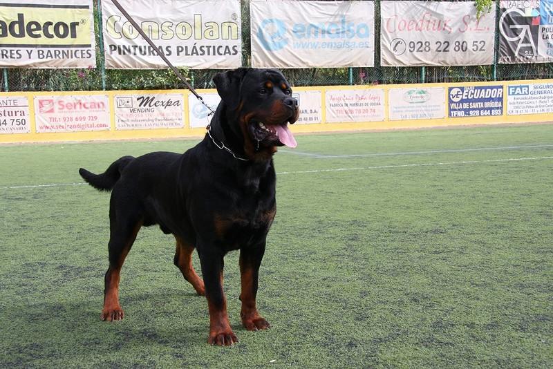 Фотография: 10 самых агрессивных пород собак №6 - BigPicture.ru