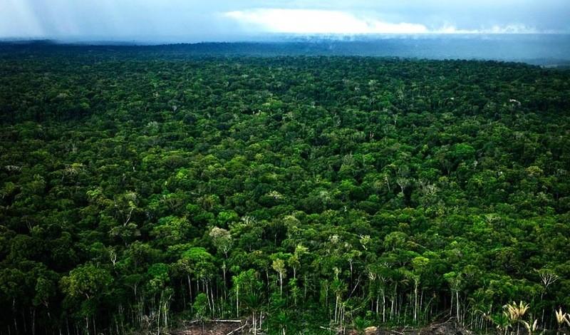 Фотография: Большое фотопутешествие по лесам Амазонки №9 - BigPicture.ru