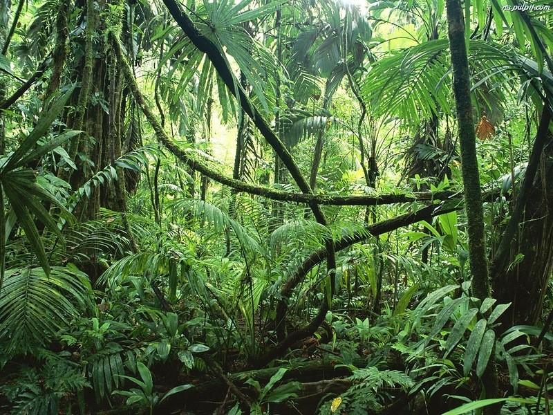 Фотография: Большое фотопутешествие по лесам Амазонки №13 - BigPicture.ru