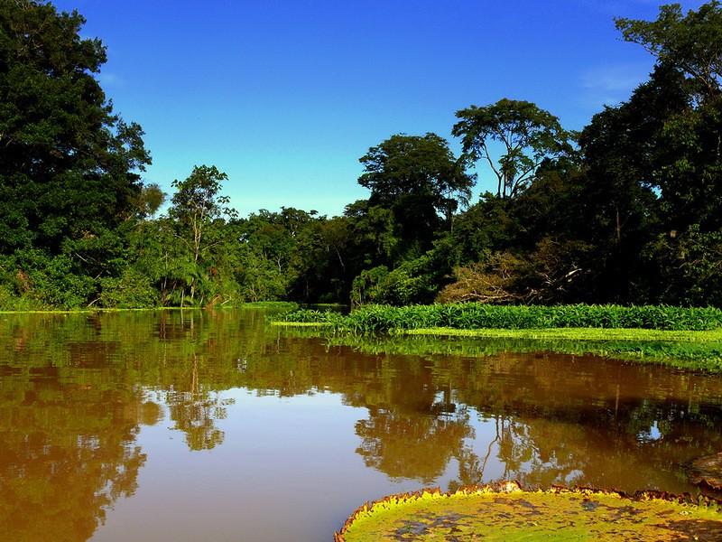 Фотография: Большое фотопутешествие по лесам Амазонки №18 - BigPicture.ru