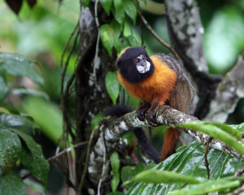 Фотография: Большое фотопутешествие по лесам Амазонки №35 - BigPicture.ru