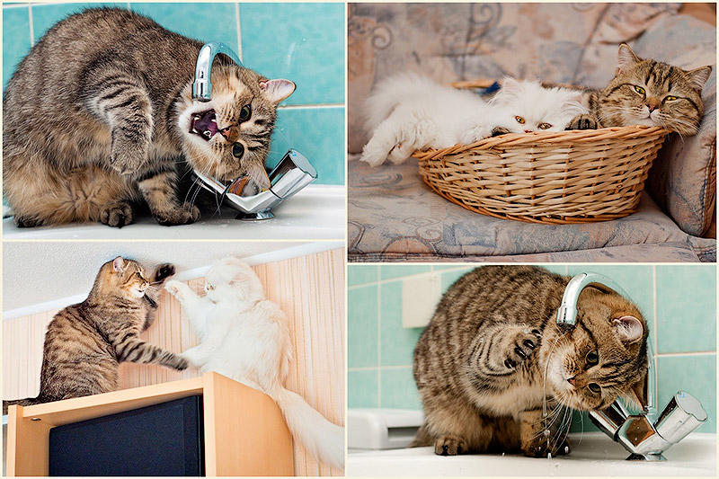 Фотография: Фотограф и его коты №1 - BigPicture.ru