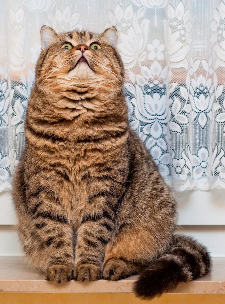 Фотография: Фотограф и его коты №13 - BigPicture.ru