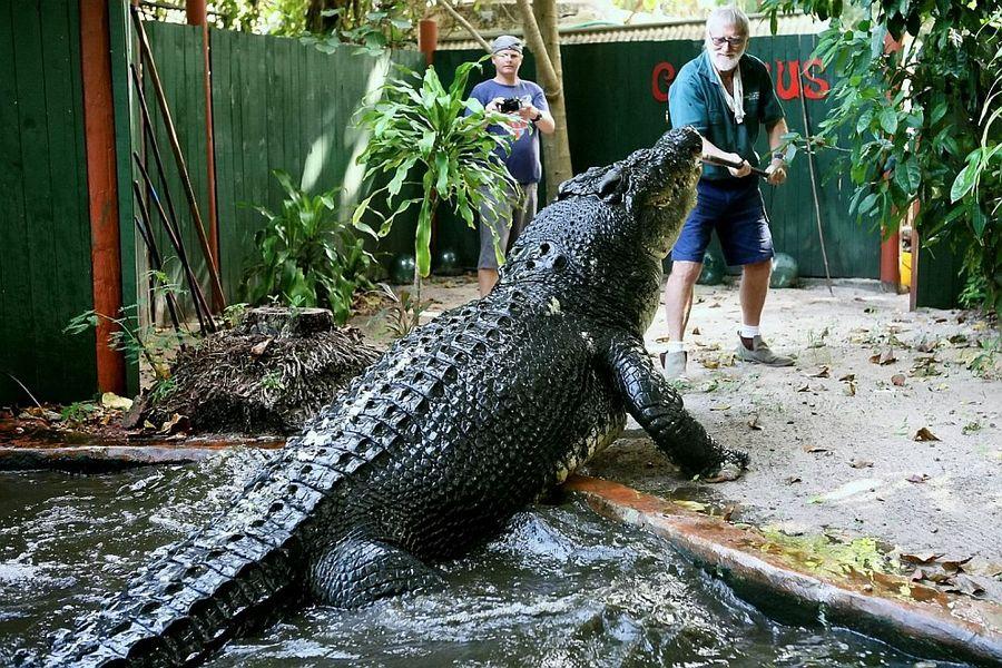 Фотография: Кассиус Клей — самый большой крокодил в мире №3 - BigPicture.ru