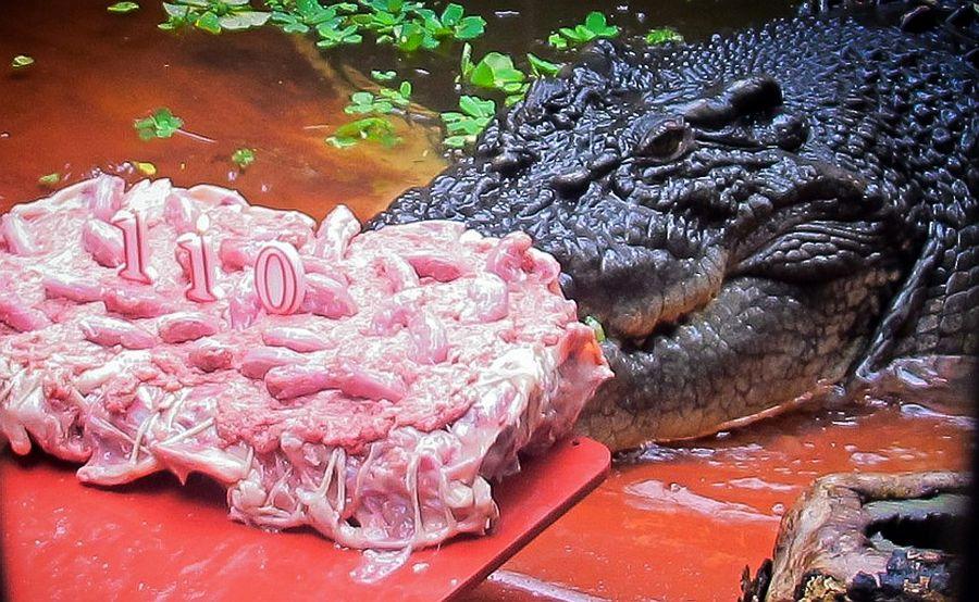 Фотография: Кассиус Клей — самый большой крокодил в мире №4 - BigPicture.ru