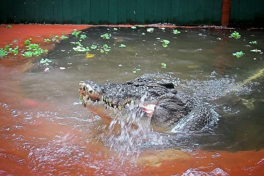 Фотография: Кассиус Клей — самый большой крокодил в мире №6 - BigPicture.ru