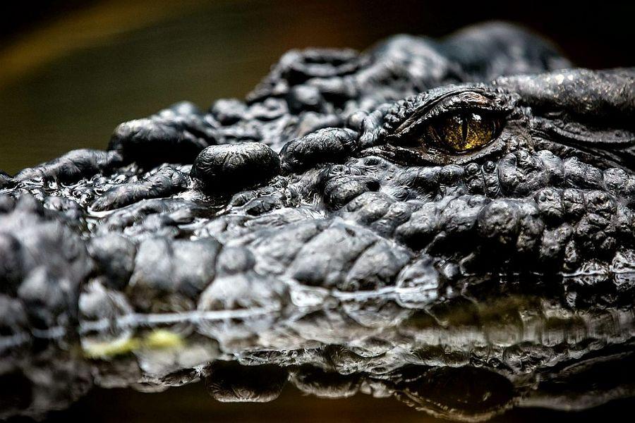 Фотография: Кассиус Клей — самый большой крокодил в мире №8 - BigPicture.ru