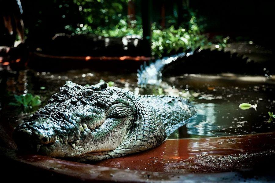 Фотография: Кассиус Клей — самый большой крокодил в мире №9 - BigPicture.ru