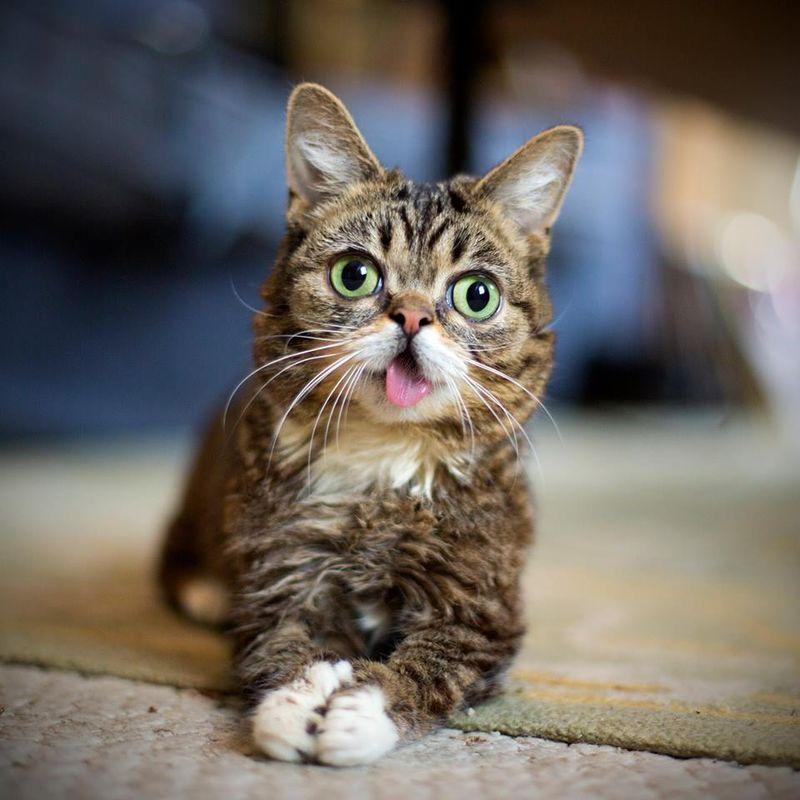 Фотография: Пять самых известных котов интернета №6 - BigPicture.ru