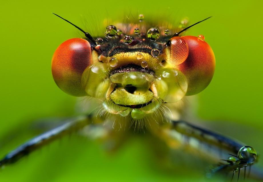 Фотография: Портреты насекомых №24 - BigPicture.ru
