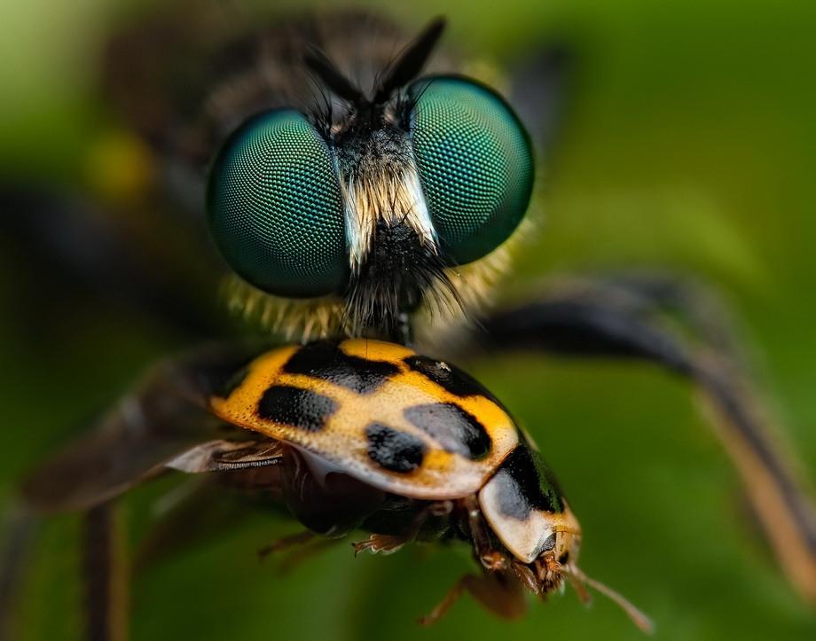 Фотография: Портреты насекомых №52 - BigPicture.ru