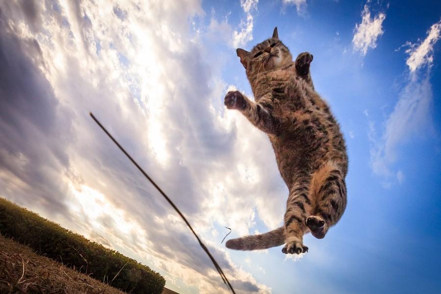 Фотография: Удивительные летающие кошки №3 - BigPicture.ru