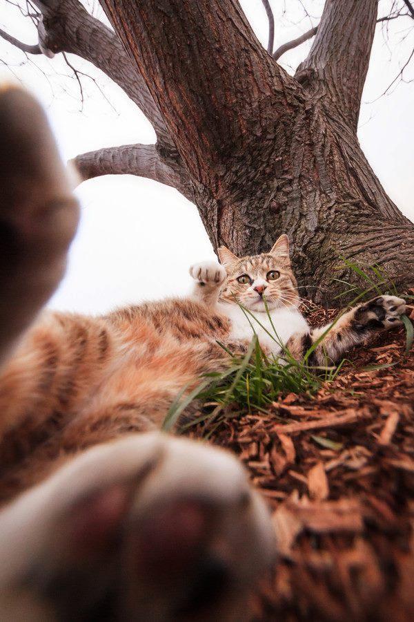 Фотография: Удивительные летающие кошки №2 - BigPicture.ru