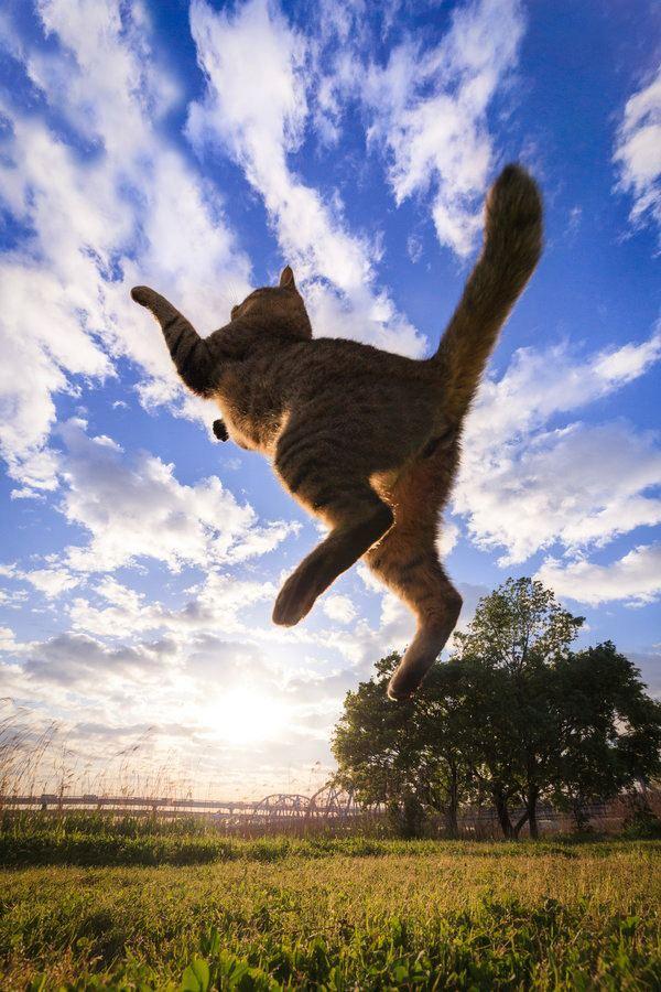 Фотография: Удивительные летающие кошки №4 - BigPicture.ru
