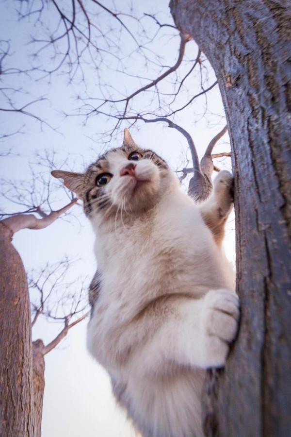Фотография: Удивительные летающие кошки №5 - BigPicture.ru